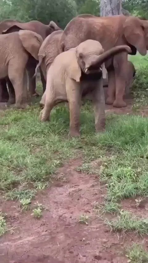 Baby Elephant Having Fun