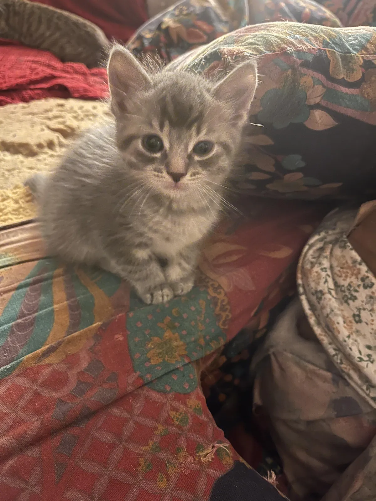 This is my Oliver…