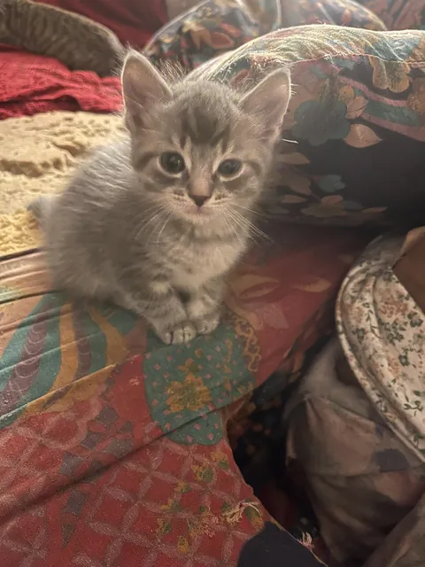 This is my Oliver…