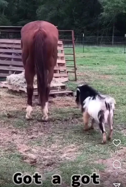 George the goat doesn’t f*ck around when it comes to horses taking his hay