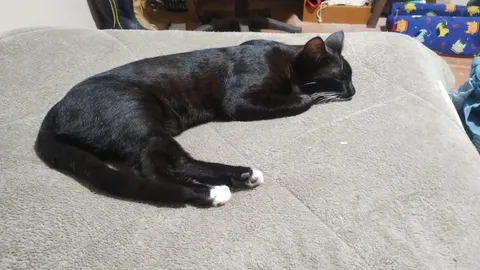 My kitten just died a hour ago 