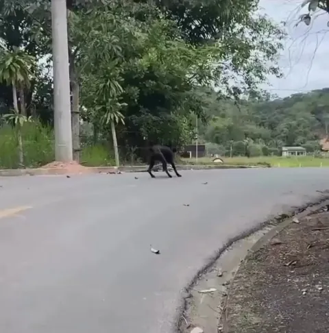 A dog and a massive lizard facing off.