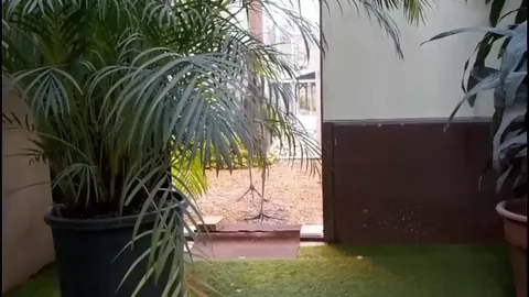 The shoebill stork bird's clattering sounds like a machine gun and the snarls sounds terrifying.