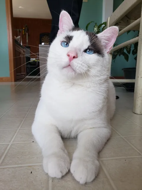 My grandparents have never let pets in the house before. Last month, they found Sam hanging around their farm. He'd been shot multiple times, couldn't walk &amp; was VERY skinny. They now have a very happy, healthy, handsome boy living inside with them ♥ He has a limp &amp; head tilt but he rocks it