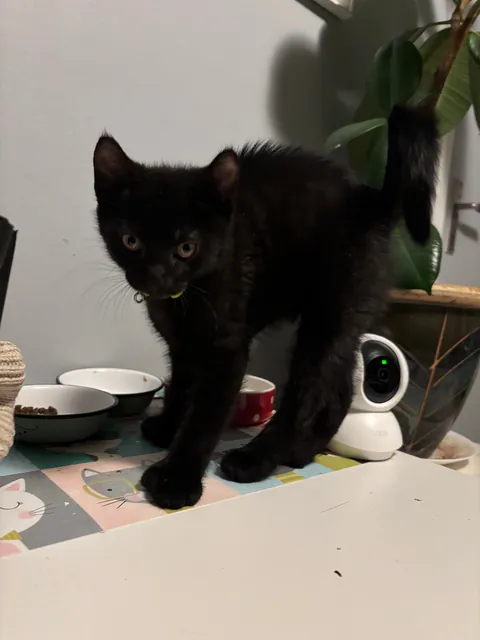 ”One void please! Could you do extra beans?”