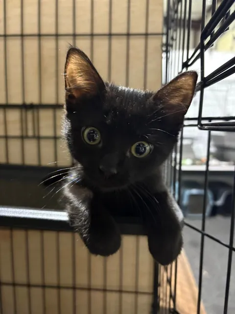 Can't Wait for Monday! This is the adorable little black kitten I'm adopting from the shelter!