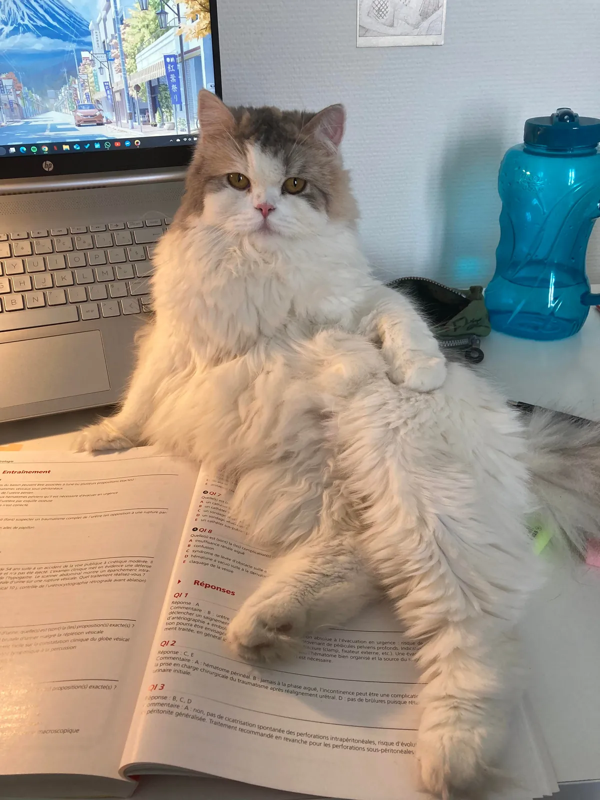 My cat being the diva that she is