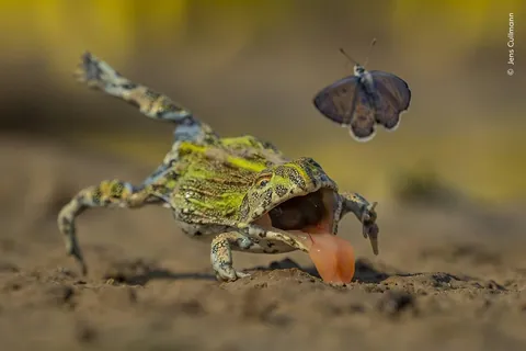 🔥Six Judges' Picks from the Shortlisted Images of Wildlife Photographer of the Year 62