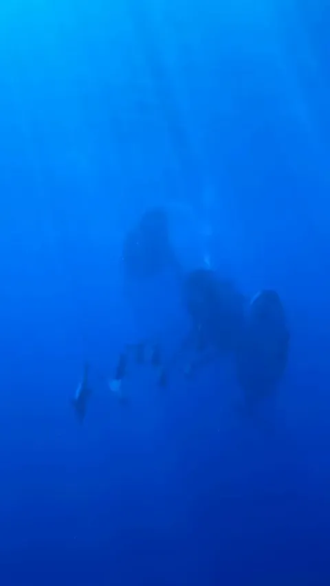 🔥 Dolphin 🐬 and Whale 🐳 Pods Traveling Together 