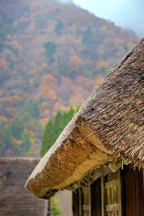 Fall colors in Japan