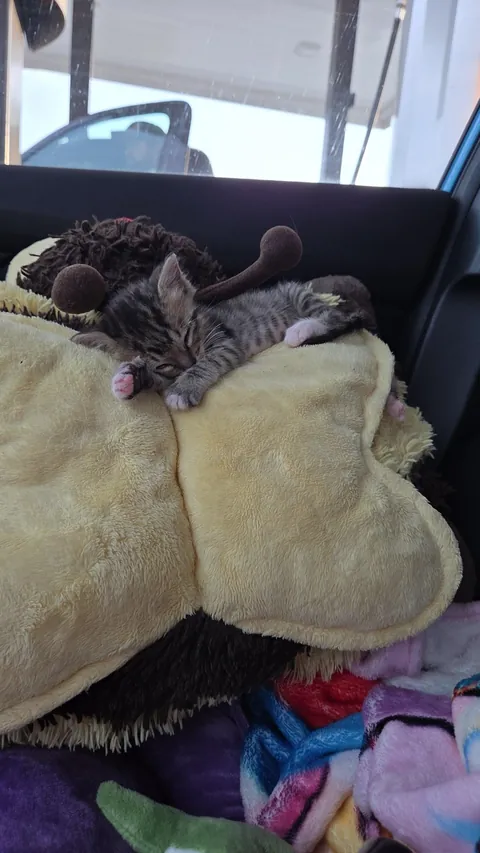 Photo dump of Chimney. The single kitten i found all alone.