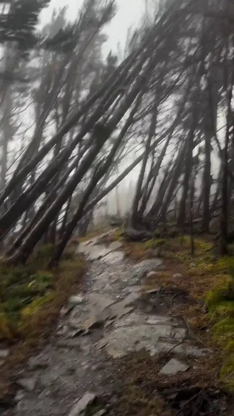 Hiker Encounters 80mph Winds Ripping Trees Out of the Ground on Mt. Laconte