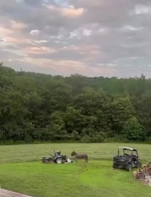 Donkey wants attention from its owner