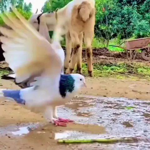 🔥 A pigeon doing a backflip.