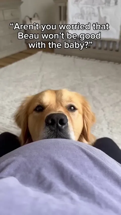 Golden retriever bonding with child