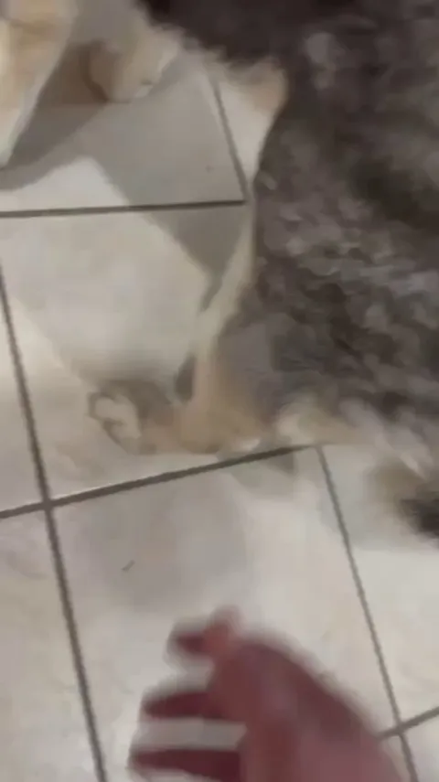 Husky: Excuse me, what do you think you are doing?