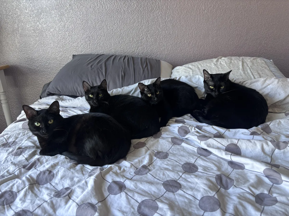 Was about to take a nap, but I think my girls might have other ideas 😳