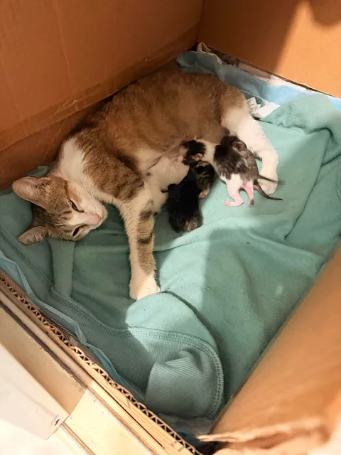 I’m a Grandmother 👵🏽 🐱