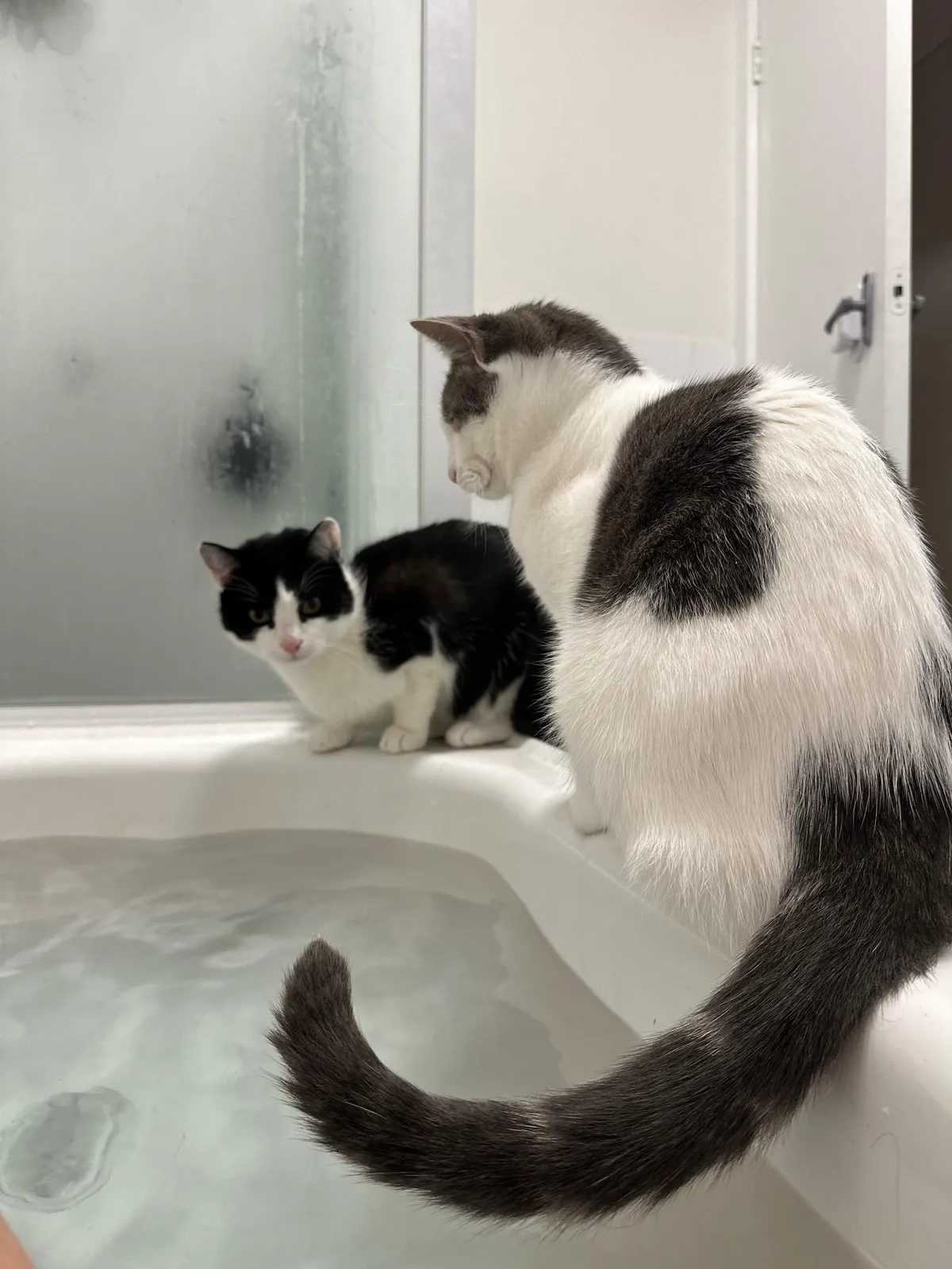 Is it normal for my cats to never leave my side? 