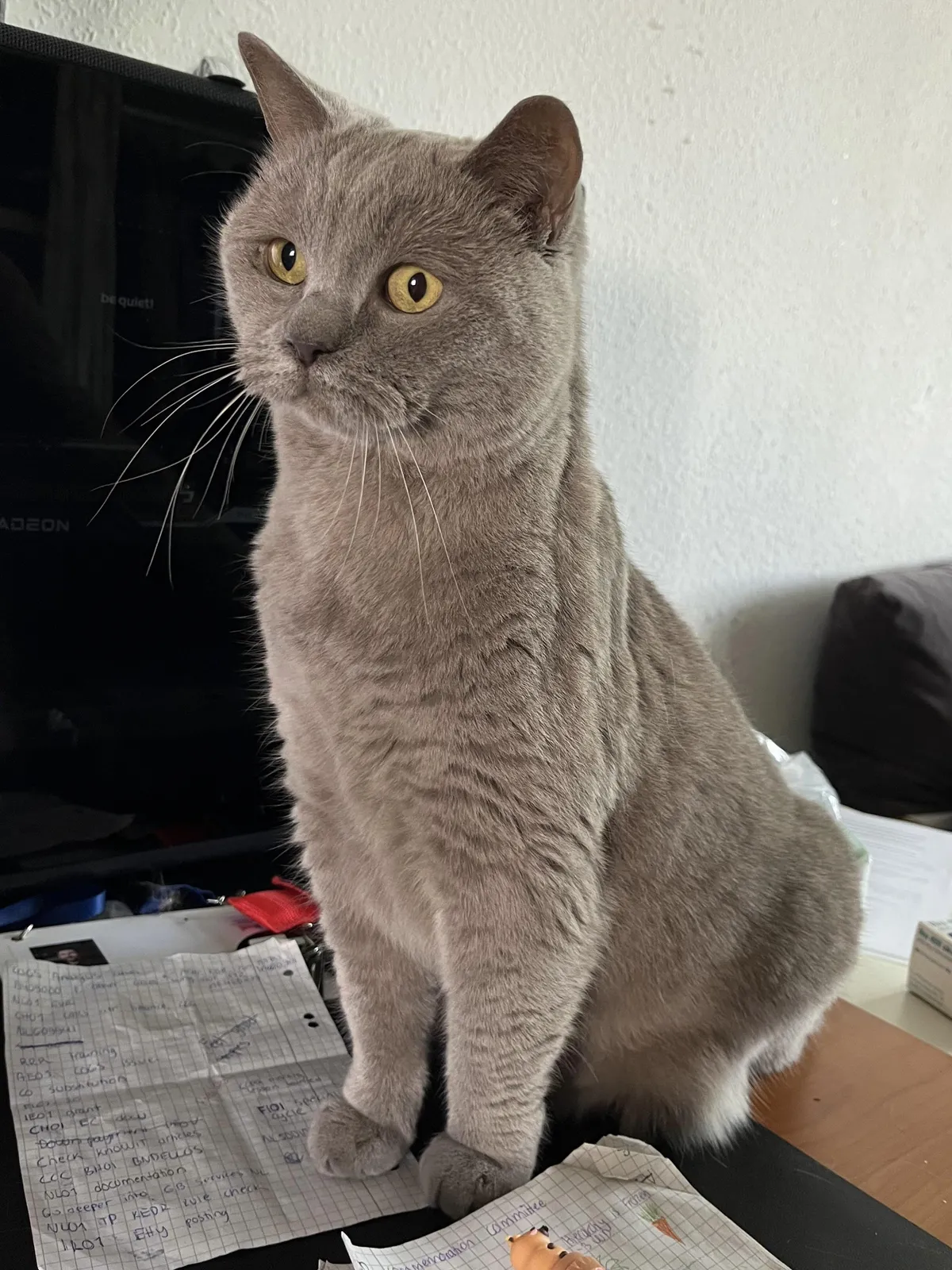 I just love when he sees something curious and turns into “Long Cat”