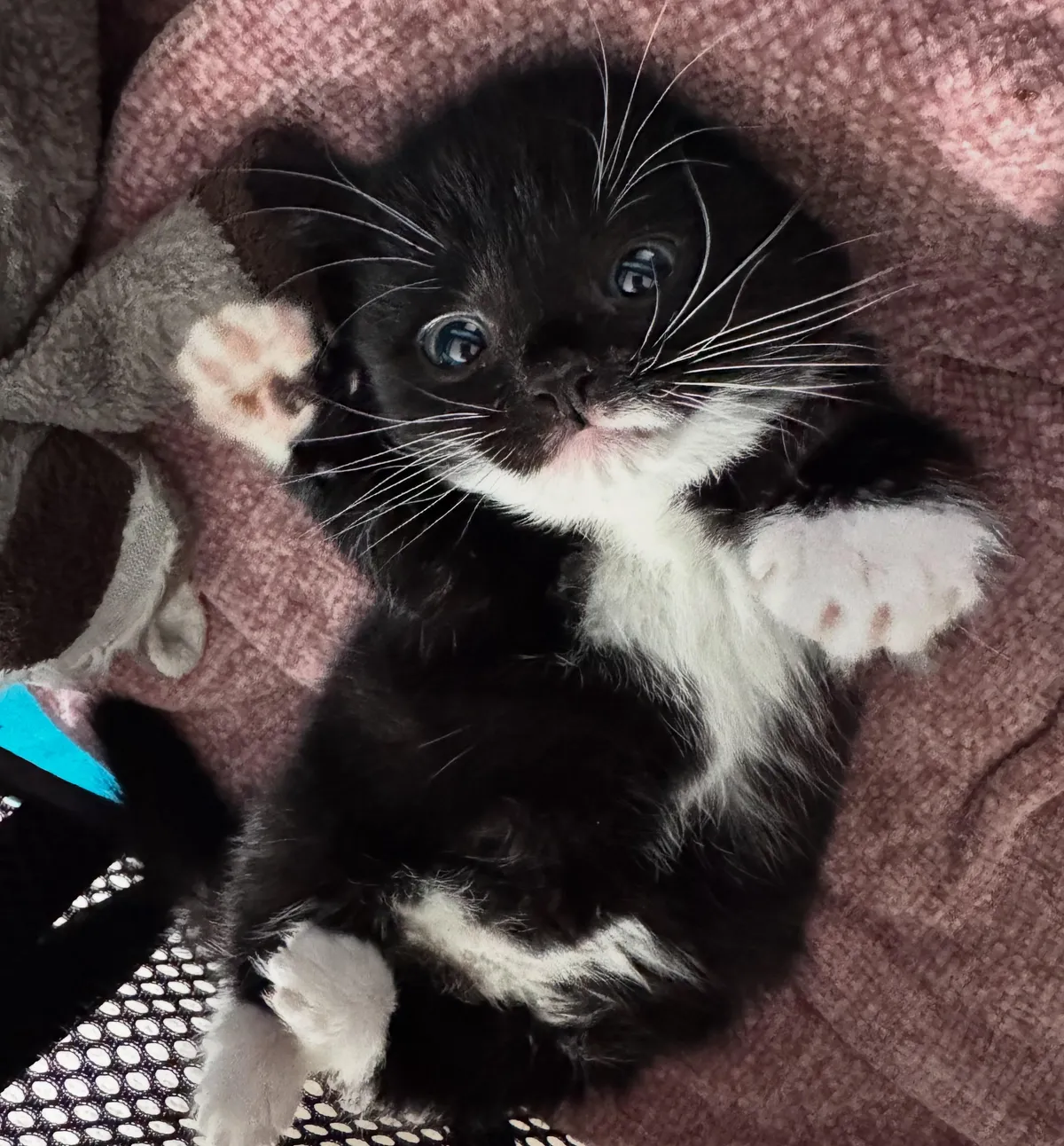 my little kitten/seal/pokemon hybrid baby 🤣🥹❤️