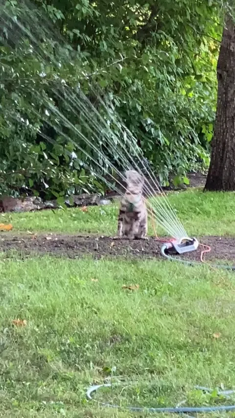 My cat lost a fight with the sprinkler