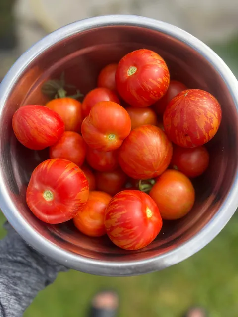 First time growing in my garden 🍅