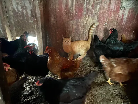The other farm cats didn’t super love him but the chickens thought he was alright so he became a chicken