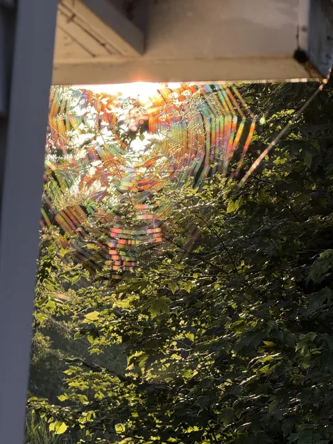 I caught a rainbow in a spiderweb this morning
