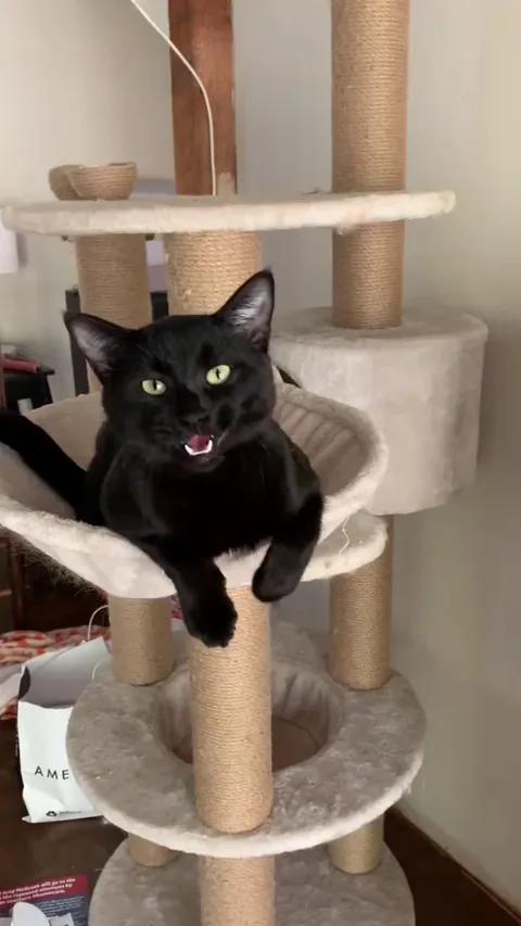 He is so sleek he slids