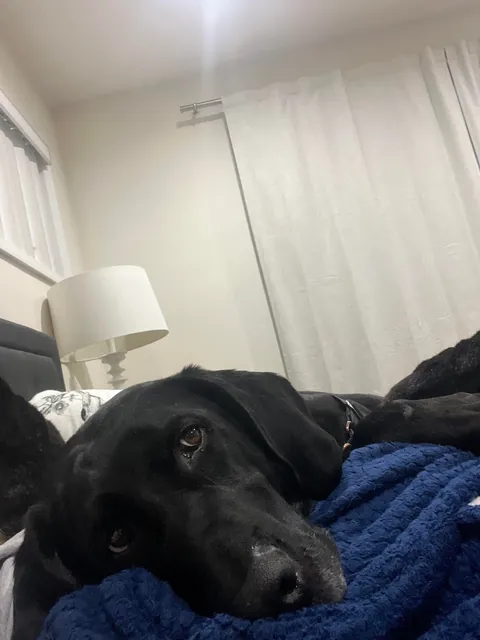 My pupper is one cozy, lazy  guy