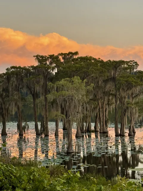 🔥Cypress stand in Florida