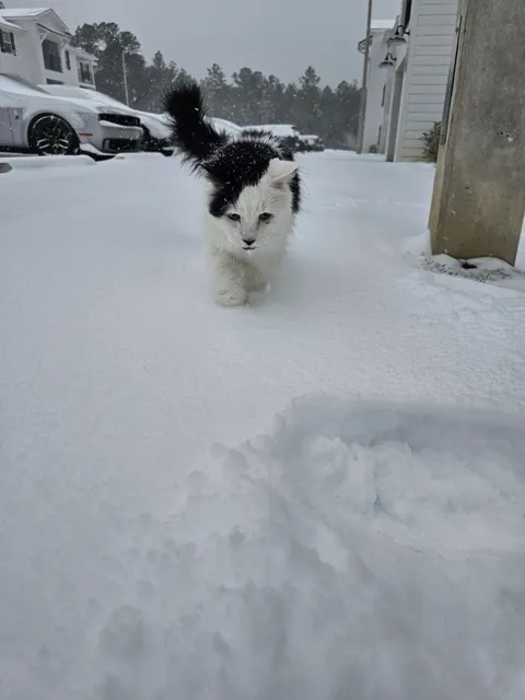 Tomorrow will be Bowies last day. Wish him happy birthday