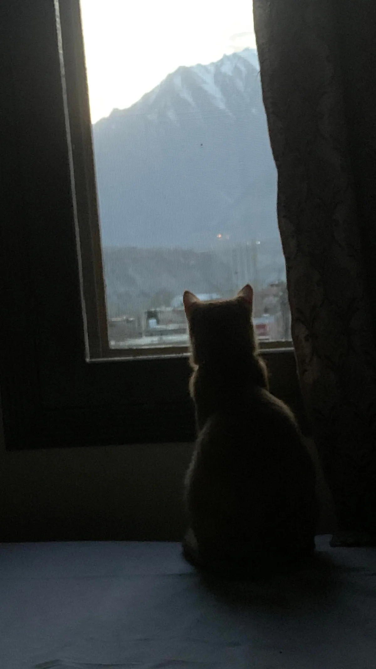 I took my cat to Himalayas on 30 Days bike tour.