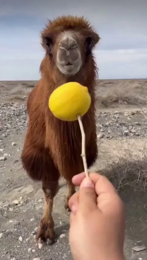 A camel trying out a lemon for the first time