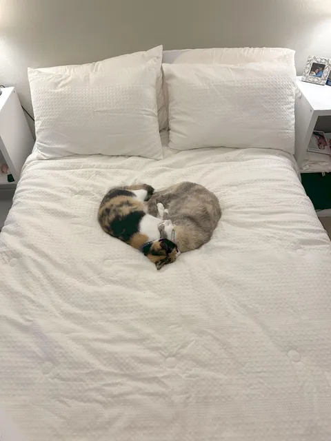 Natural cat heart!!!