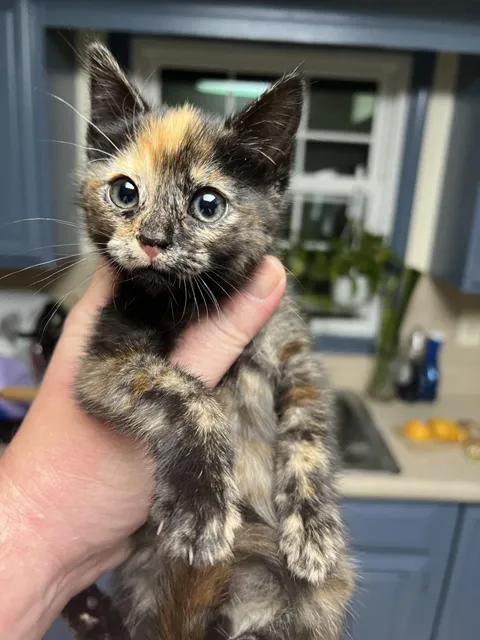 Guess I have a new cat