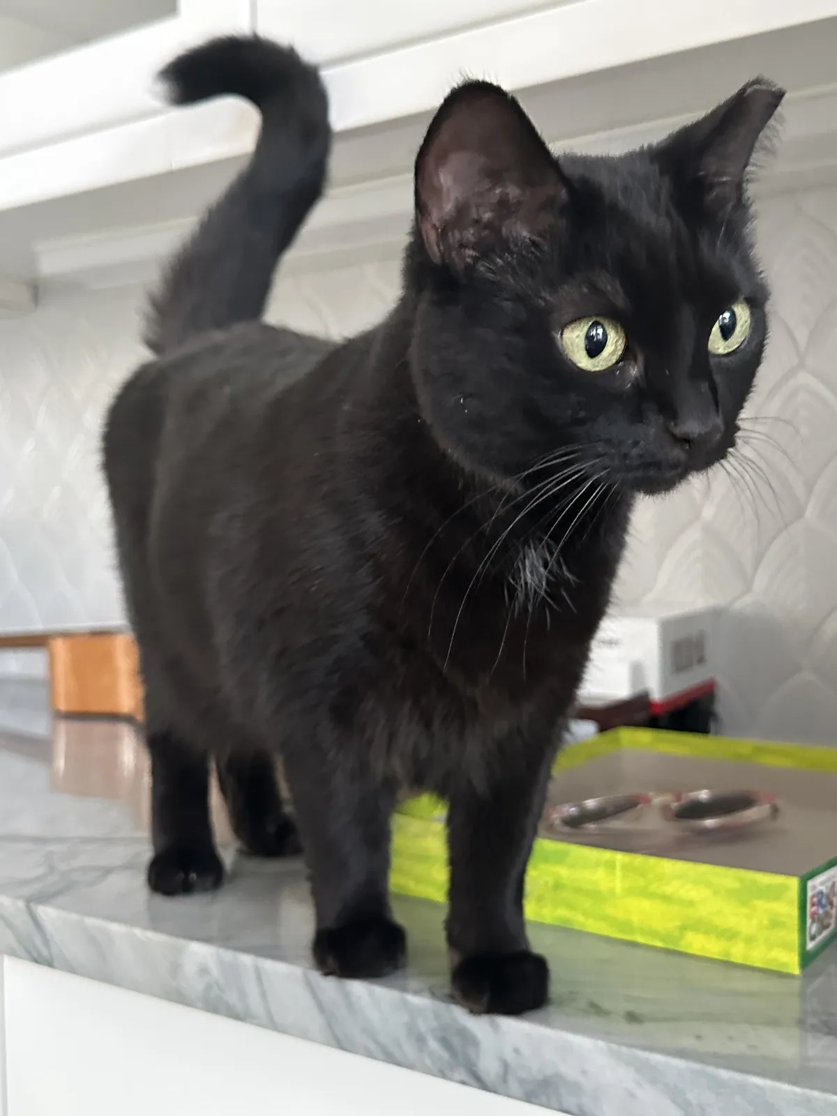 Just a great pic of my wonderful cat