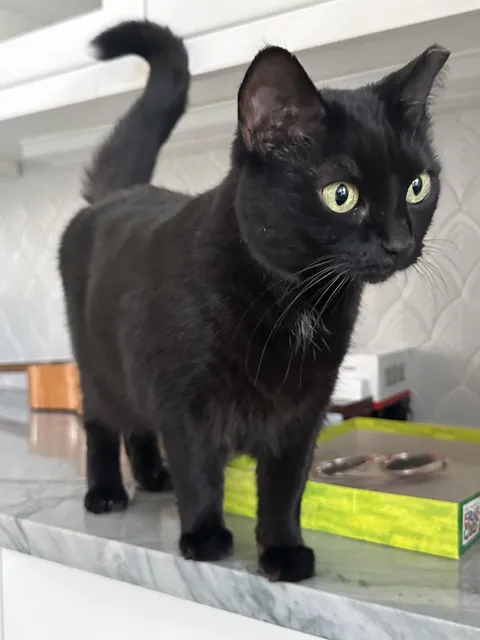 Just a great pic of my wonderful cat