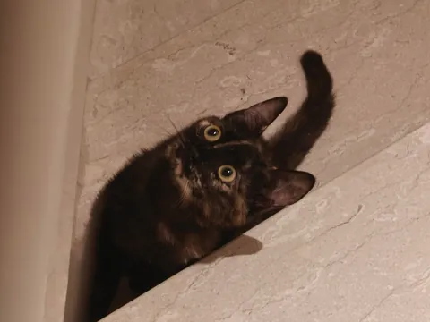 Luna's funny expressions (funniest one at the end) 😺