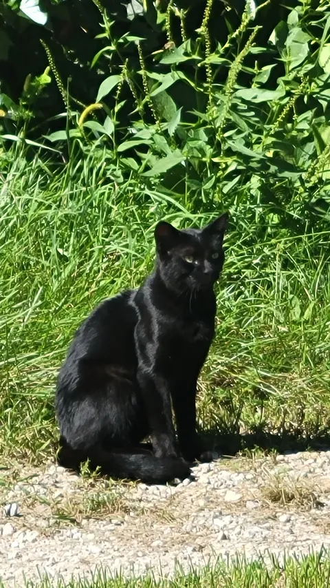 Received a delivery today from the Cat Distribution Network. So far I've coaxed him out of the barn for a plate of food. No name yet.