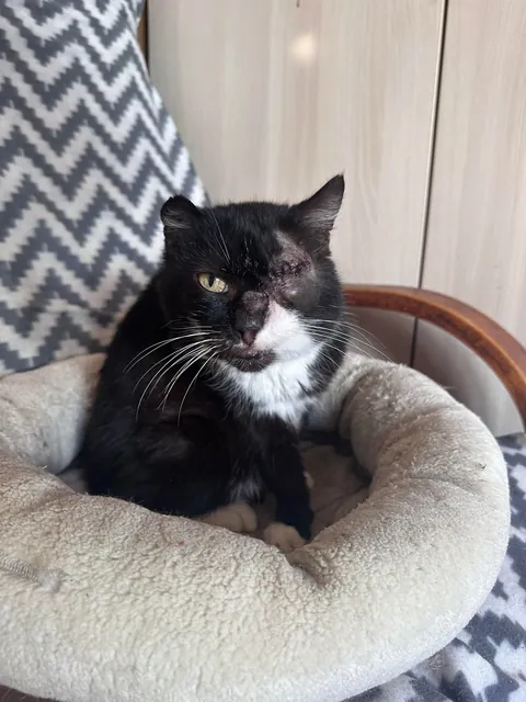 My perfect foster Dziadek passed away. He was so full of life despite the years as a neglected stray.