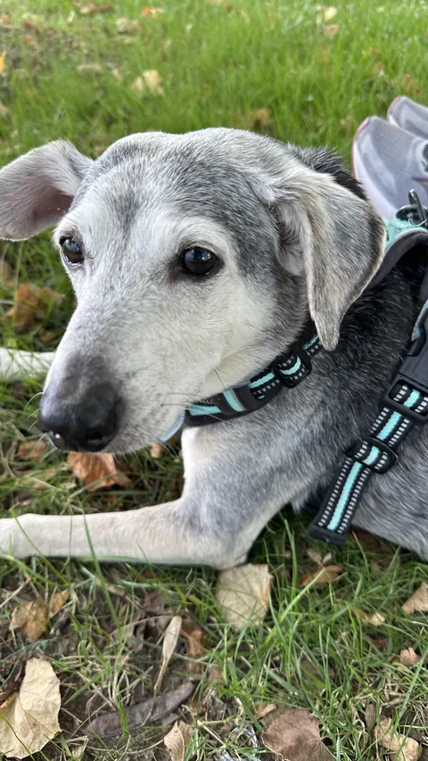 Happy gotcha day Taco!!!