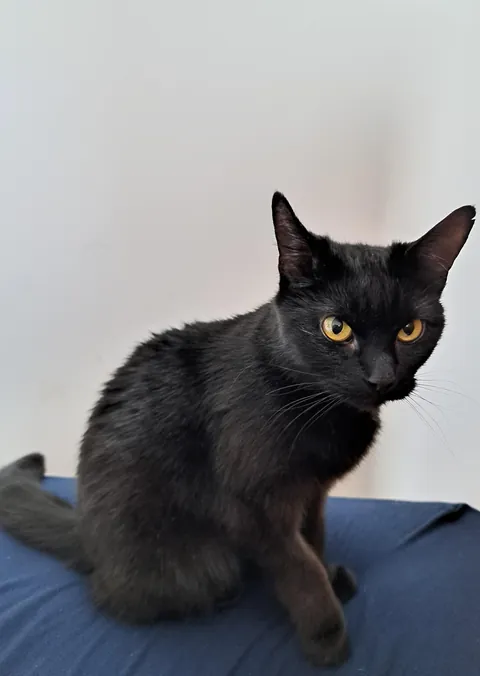 Just over a month since I brought my 9-year old Stevie home from the Scottish SPCA