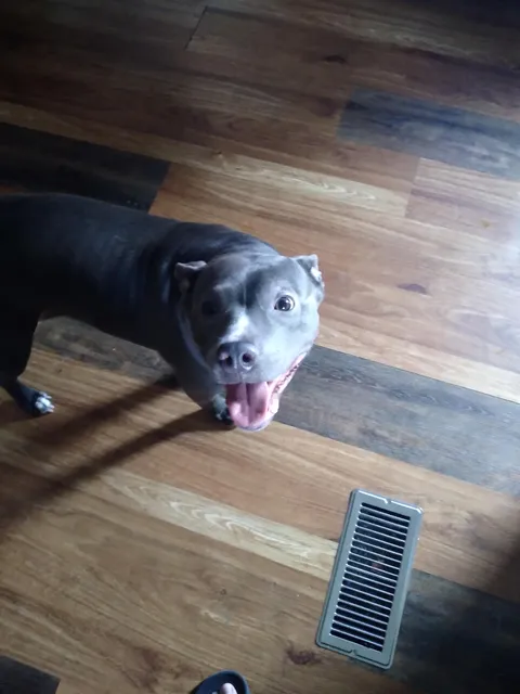 Bananas is a very cute(and dumb) dog