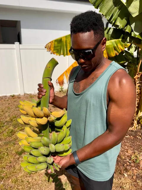First banana harvest!