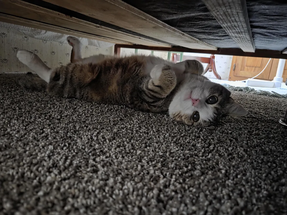 I found him under the bed like this...