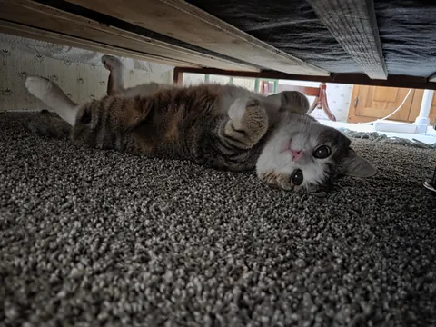 I found him under the bed like this...