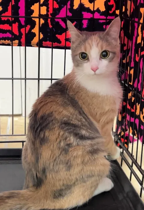Adopted a calico last week