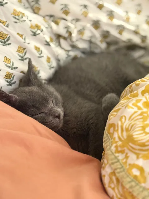 A year ago, this little nugget was found inside a Humvee. Introducing Midnight.